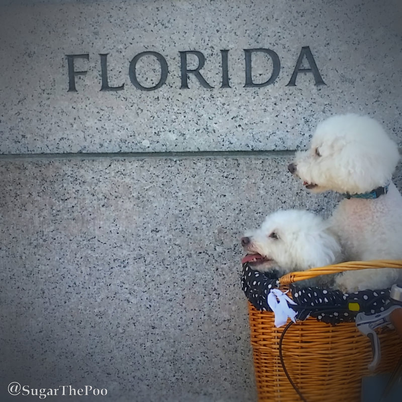 SugarThePoo Cute Maltipoo Puppy Dog with brother in bike basket by World War II Memorial section honoring Florida