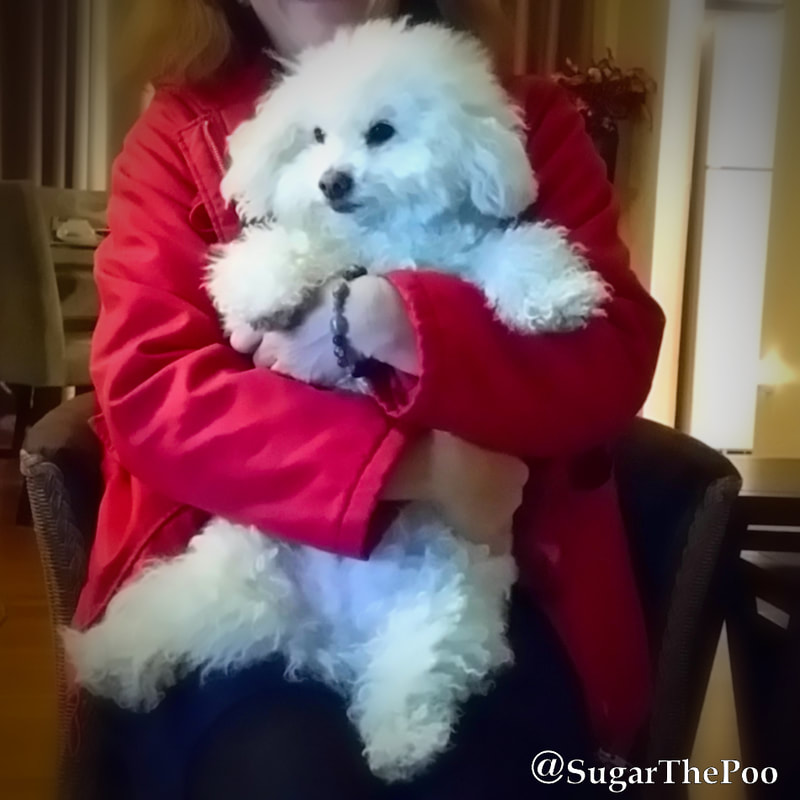 SugarThePoo Cute Maltipoo Puppy Dog being held in friendly arms
