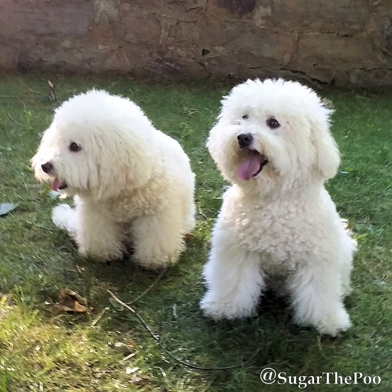 SugarThePoo Cute Maltipoo Puppy Dog sitting in grass with brother both with long furry hair