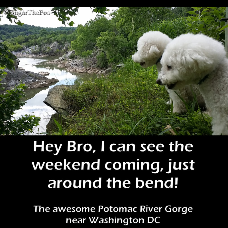 SugarThePoo Cute Maltipoo Puppy Dog with brother looking down into spectacular Potomac River Gorge