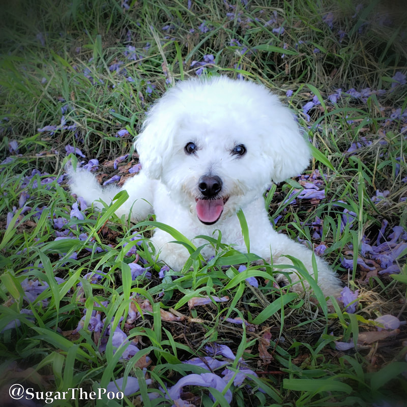 SugarThePoo Cute Maltipoo Puppy Dog smiling laying in fallen purple jacaranda blossoms