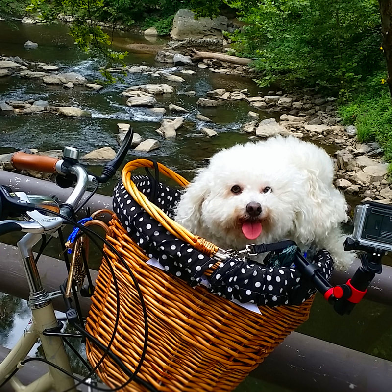 SugarThePoo Cute Maltipoo Puppy Dog smiling with brother in bike basket by beautiful rock creek