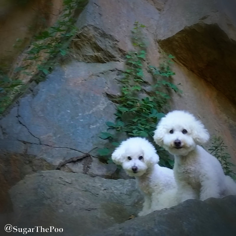 SugarThePoo Cute Maltipoo Puppy Dog with brother on beautiful massive rock