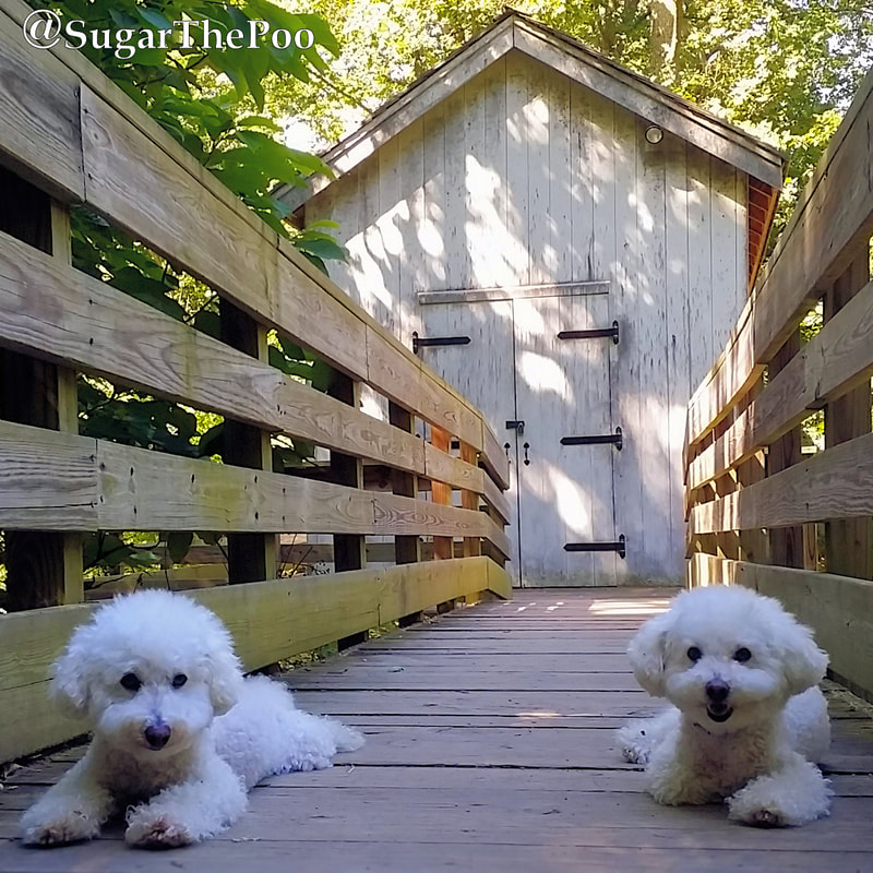 SugarThePoo Cute Maltipoo Puppy Dog with brother laying each side of wooden bridge