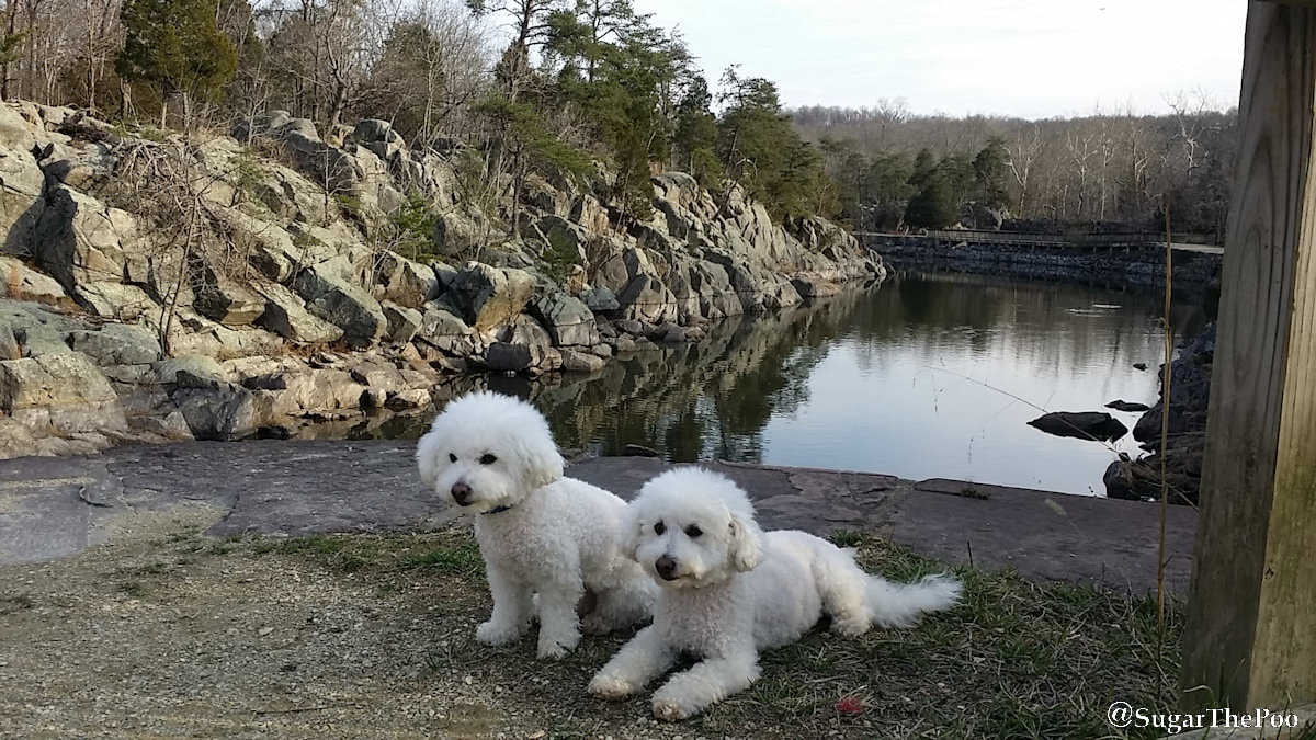SugarThePoo Cute Maltipoo Puppy Dogs by big view of C and O Canal 