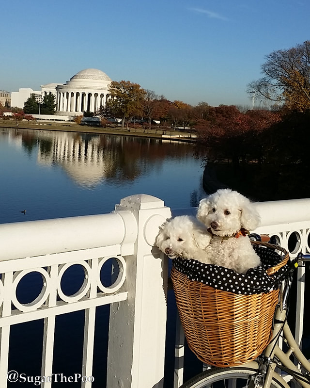 Sugar The Poo cute maltipoo puppy dogs in bike basket overlooking Jefferson Memorial Tidal Basin