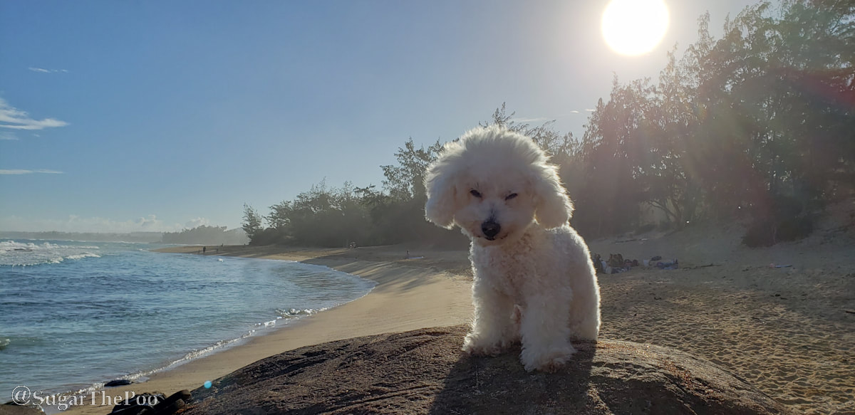 Sugar The Poo cute maltipoo puppy dog at beach dog soaking in the sun