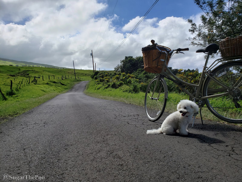 Sugar The Poo cute maltipoo dog on Upcountry Maui road next to bike