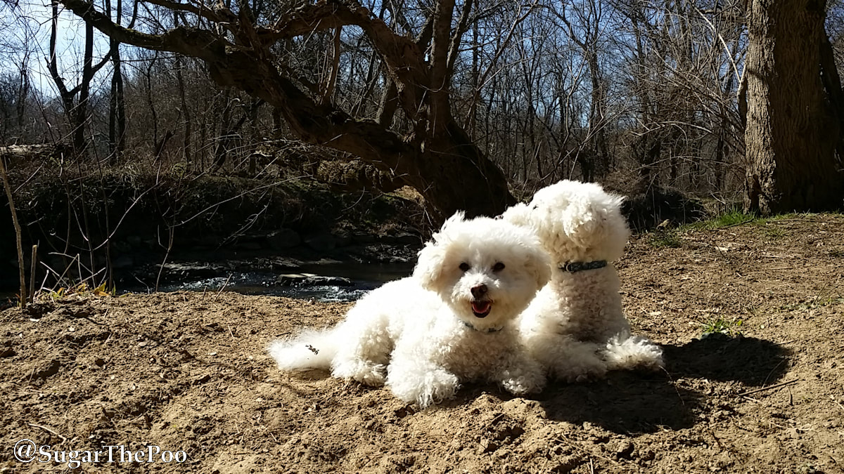 Sugar The Poo cute maltipoo puppy dogs in sun on river bank