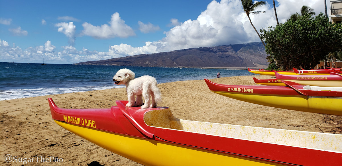 Sugar The Poo cute maltipoo puppy dog at beach on outrigger canoe