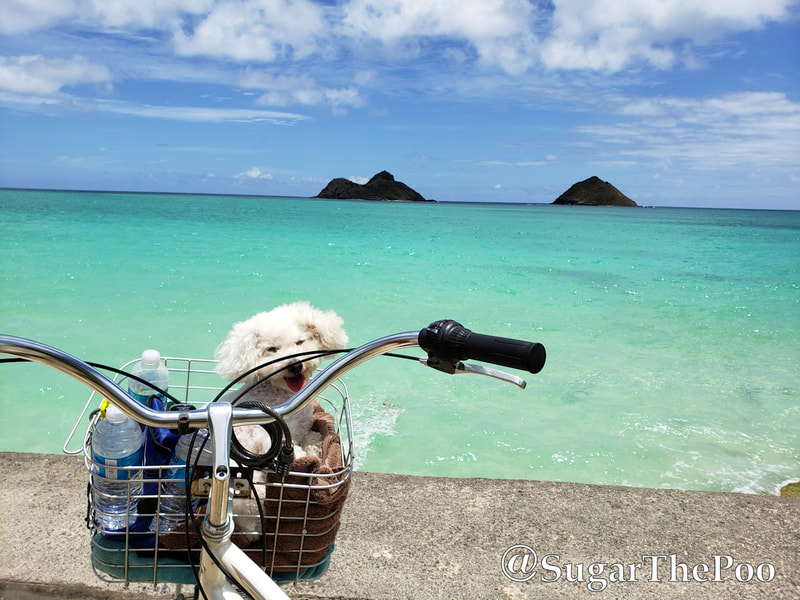 Sugar The Poo cute maltipoo puppy dog in bike basket looks at The Mokes islands in Hawaii