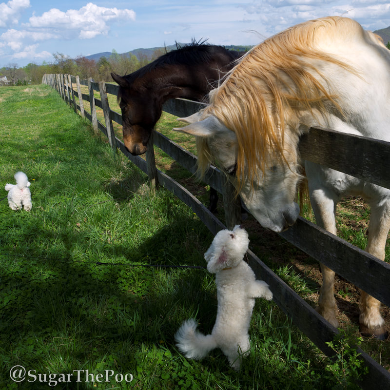 Sugar The Poo cute maltipoo puppy dog  stands up on hind legs to greet horses