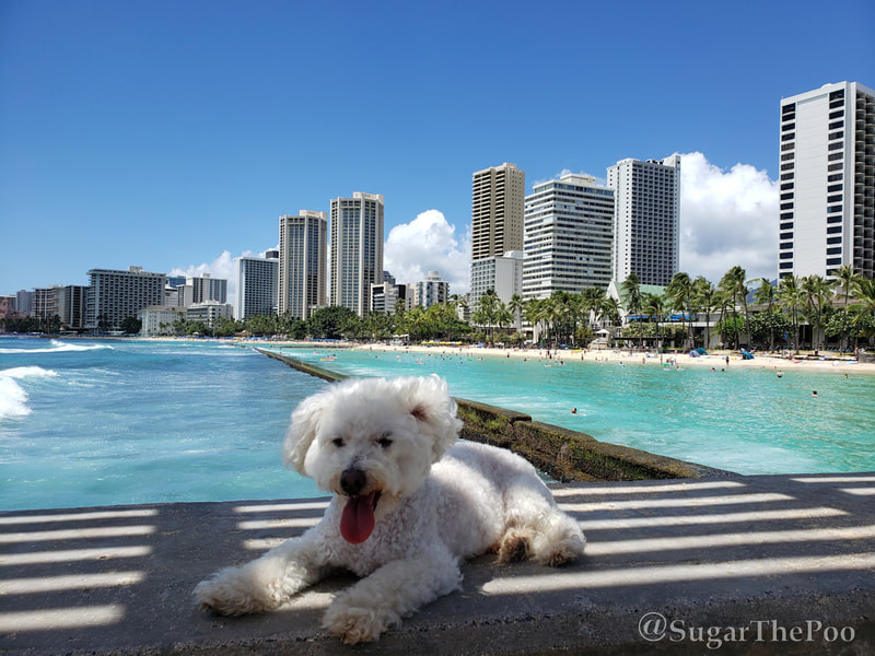 Sugar The Poo cute dog overlooks Waikiki Beach