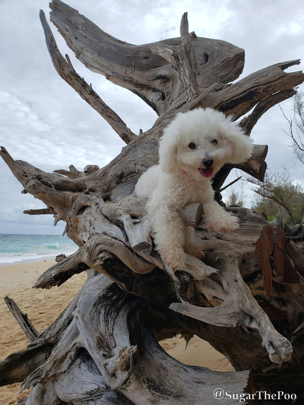 Sugar The Poo Cute Maltipoo Puppy Dog Beach Driftwood