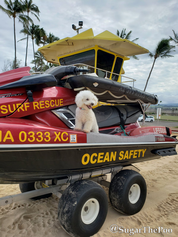 Sugar The Poo Cute Maltipoo Puppy Dog Surf Rescue Ocean Safety
