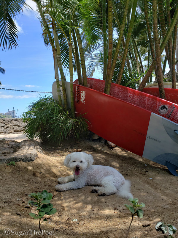 Sugar The Poo cute dog with surfboards at Waikiki