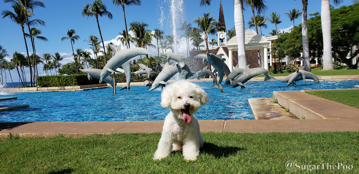 Sugar-the-Poo-cute-Maltipoo-puppy-dog-dolphins-palm-trees-blue-sky-blue-water