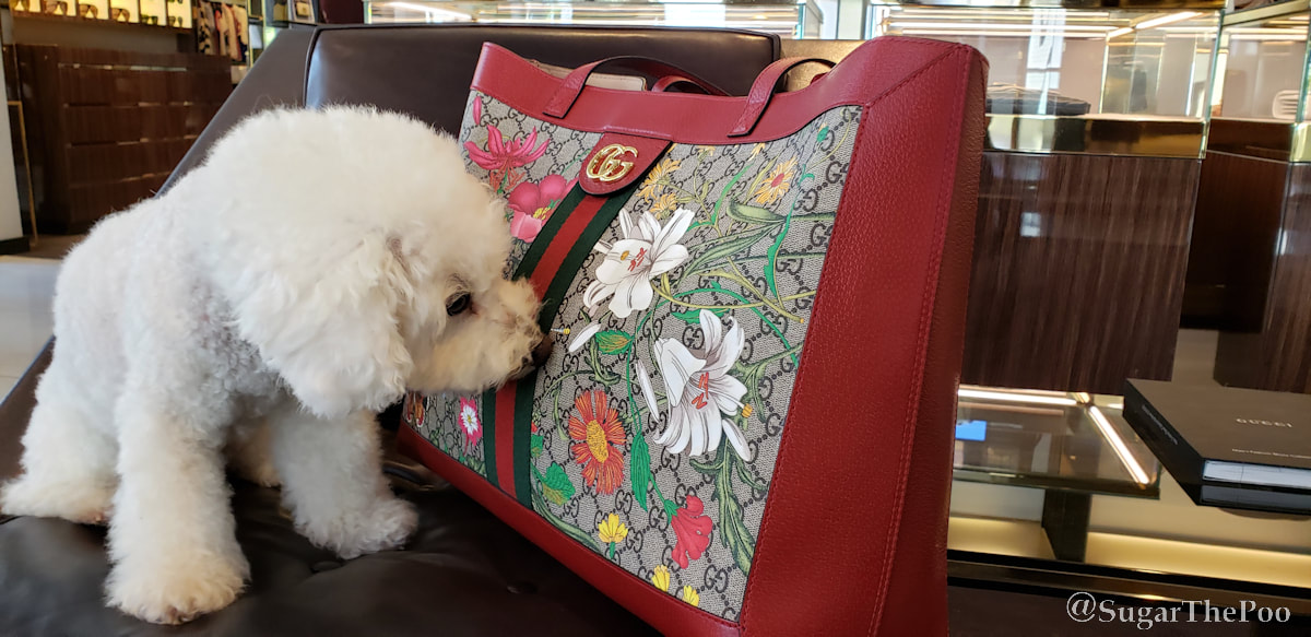 Sugar The Poo cutest maltipoo puppy dog sniffs beautiful Gucci handbag