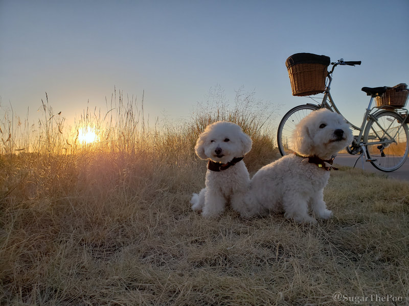 Sugar The Poo maltipoo puppy dogs on bike trail as the sun rises