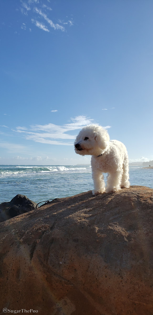Sugar The Poo Cute Maltipoo Puppy Dog standing overlooking ocean surf waves