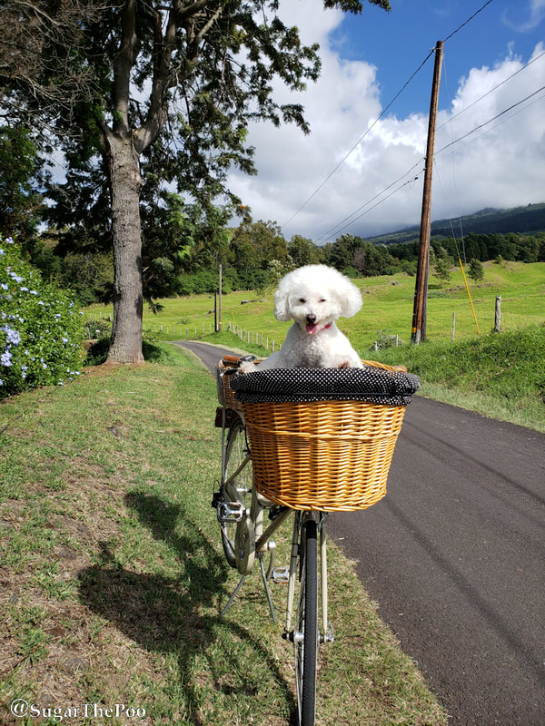 Sugar The Poo Cute Maltipoo Puppy Dog standing in bike basket on country road