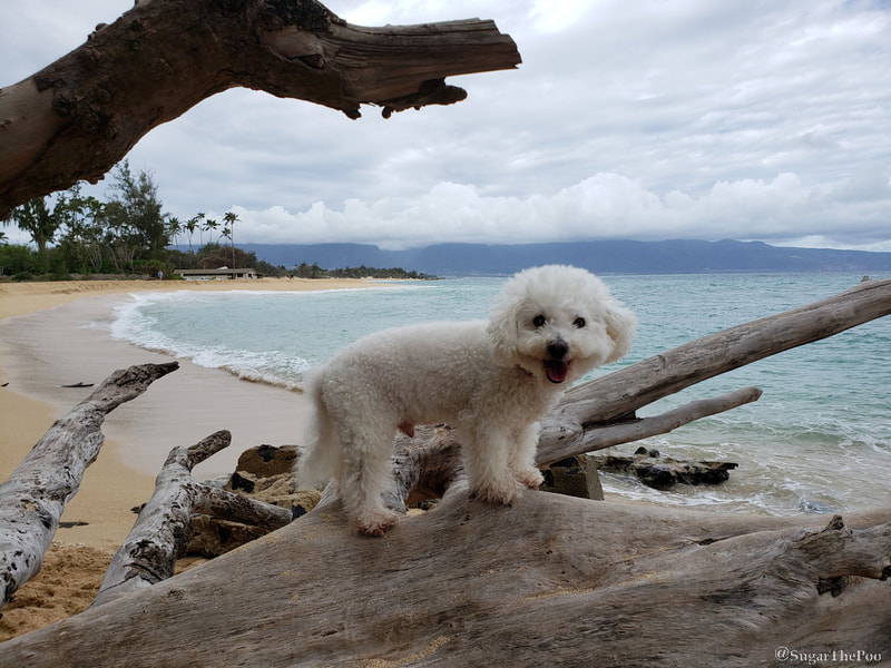 Sugar The Poo Cute Maltipoo Puppy Dog standing on beach log 
