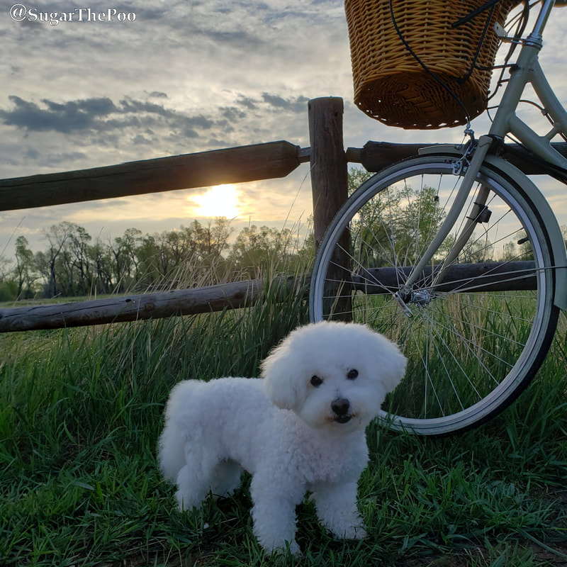 Sugar The Poo Cute Maltipoo Puppy Dog standing next to bike by fence at sunrise