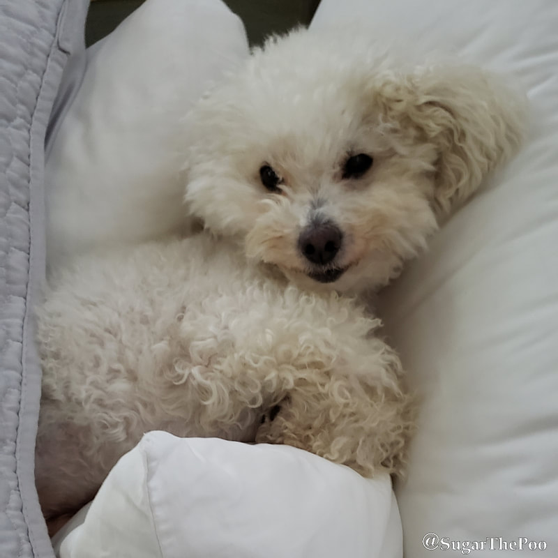 Sugar The Poo Cute Maltipoo Puppy Dog cuddled in pillows