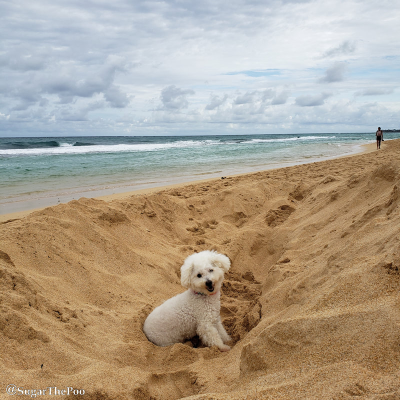 Sugar The Poo Cute Maltipoo Puppy Dog digging big hole in beach sand