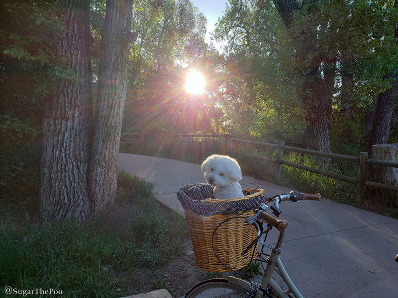 Sugar The Poo Cute Maltipoo Puppy Dog in bike basket on trail watching sunrise