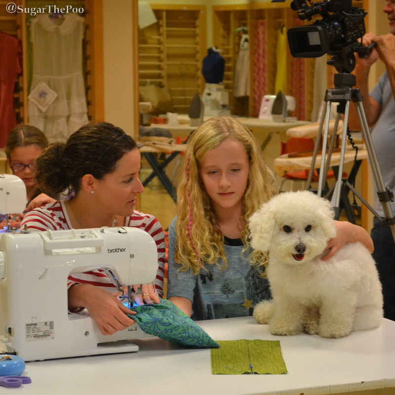 Sugar The Poo Cute Puppy Dog filming TV commercial with ladies sewing
