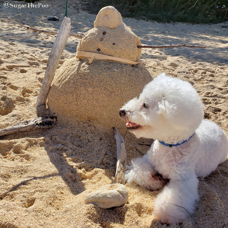 Sugar The Poo Cute Maltipoo Puppy Dog at beach with snowman made from sand