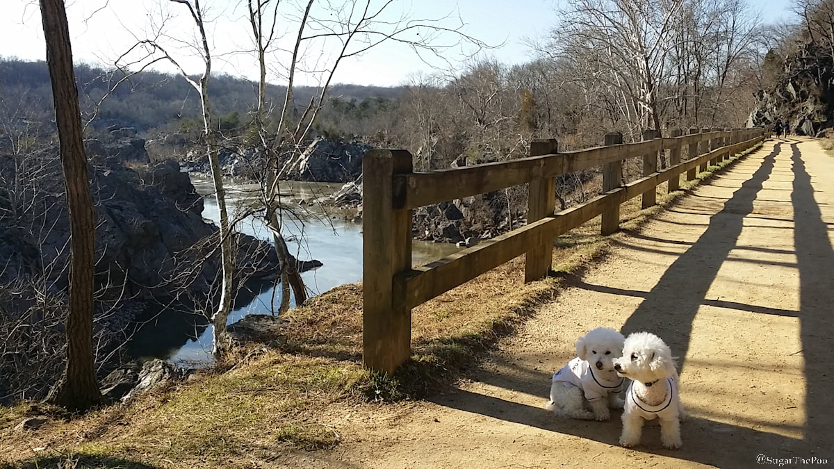 Sugar The Poo Cute Maltipoo Puppy Dogs on path with fence shadow overlooking river gorge