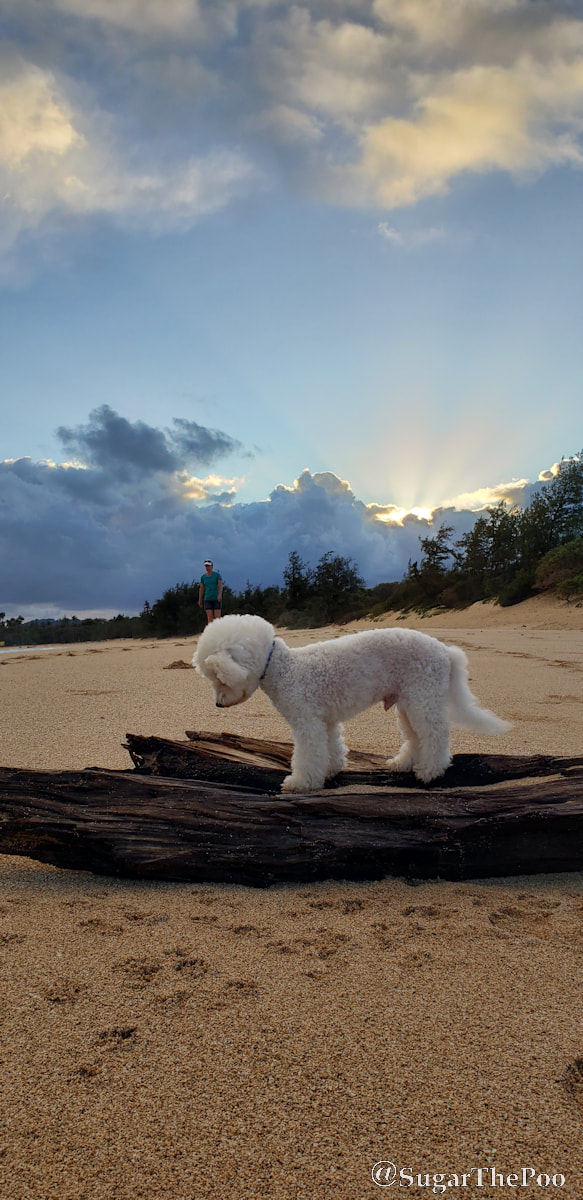 Sugar The Poo Cute Maltipoo Puppy Dog standing on beach log with head down as sun rises