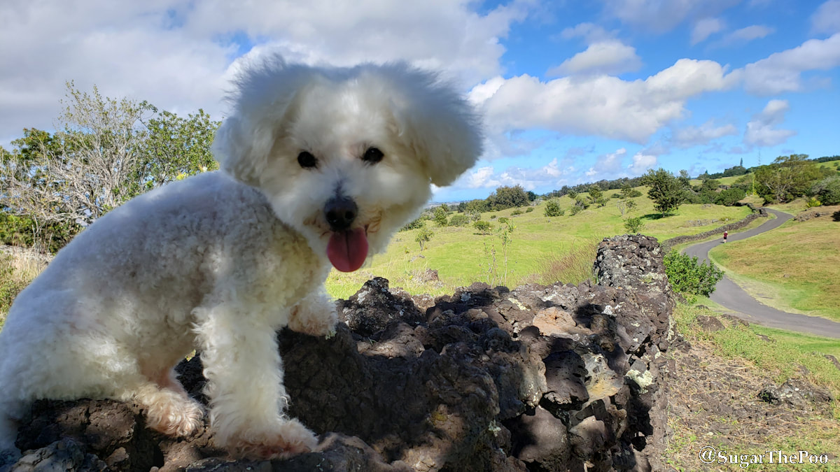 Sugar The Poo Cute Maltipoo Puppy Dog on rock wall along winding road