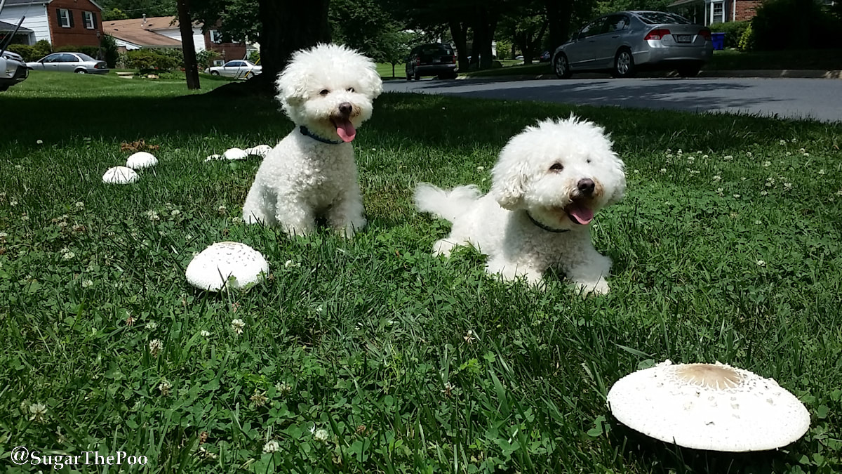 Sugar The Poo Cute Maltipoo Puppy Dogs in grass with huge mushrooms