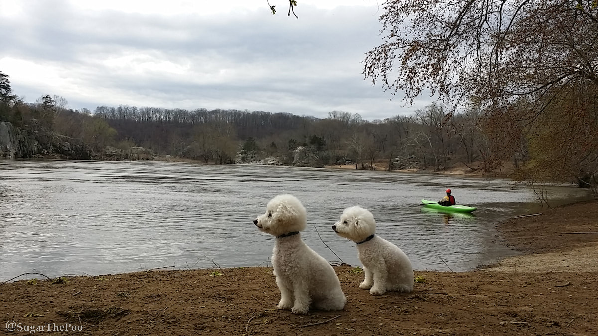 Sugar The Poo Cute Maltipoo Puppy Dogs very alert watching upriver