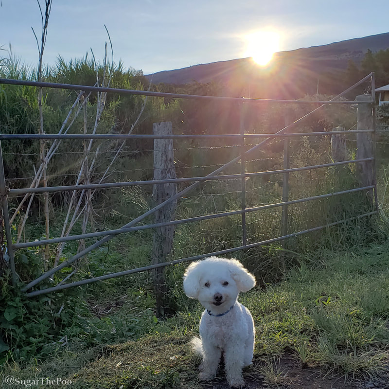 Sugar The Poo Cute Maltipoo Puppy Dog by country fence with sun rising behind