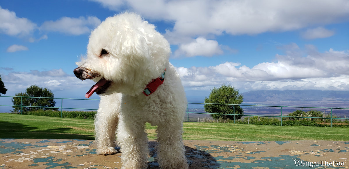 Sugar The Poo Cute Maltipoo Puppy Dog closeup standing in front of big view