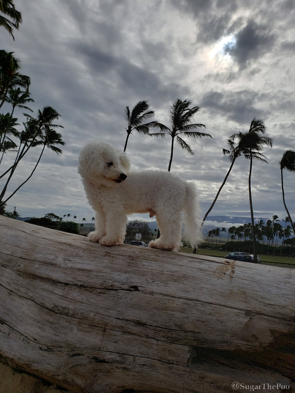 Sugar The Poo Cute Maltipoo Puppy Dog standing on beach log by palm trees