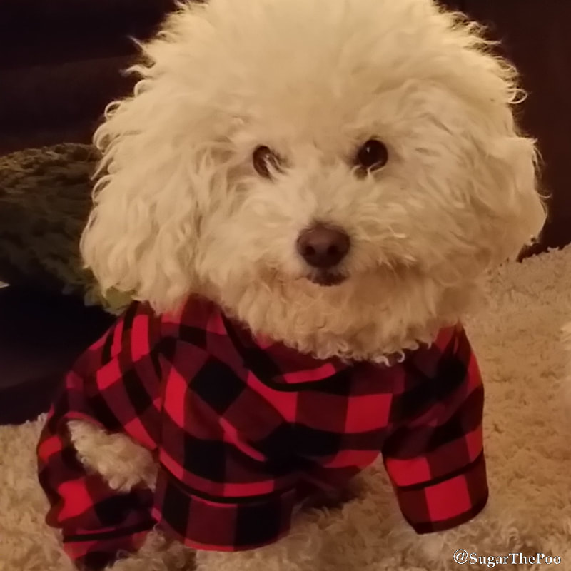 Sugar The Poo Cute Maltipoo Puppy Dog in flannel buffalo plaid with long messy hair 
