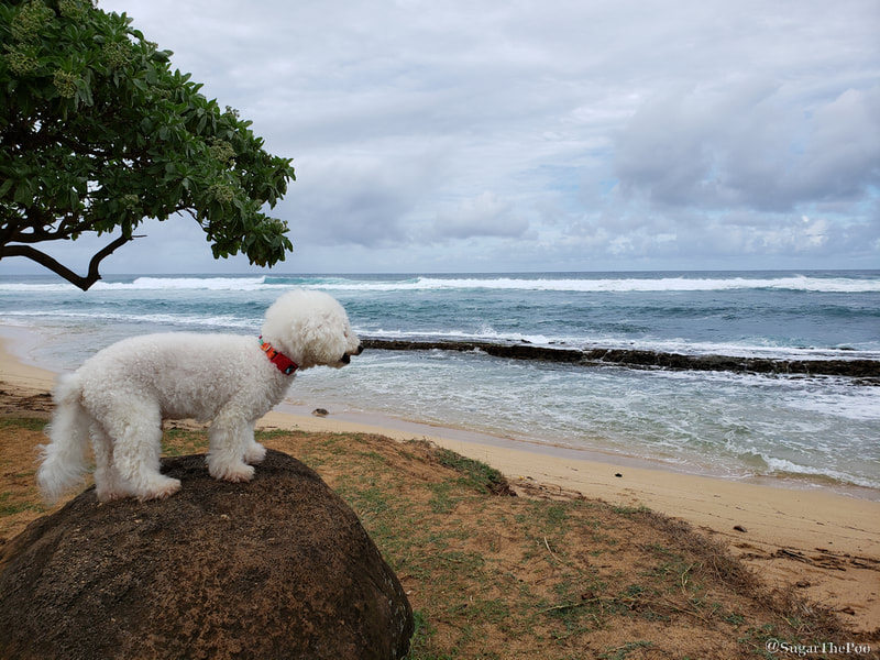 Sugar The Poo Cute Maltipoo Puppy Dog standing looking out to waves at Hawaii beach