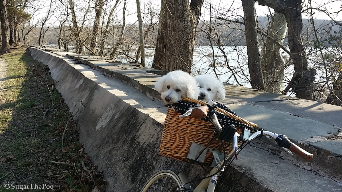 Sugar The Poo Cute Maltipoo Puppy Dogs in bike basket by river in winter
