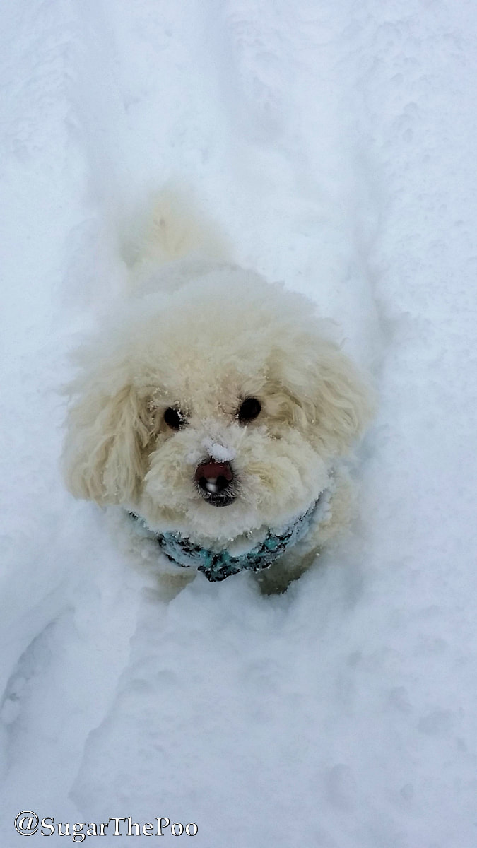 Sugar The Poo Cute Maltipoo Puppy Dog sitting in snow looking up