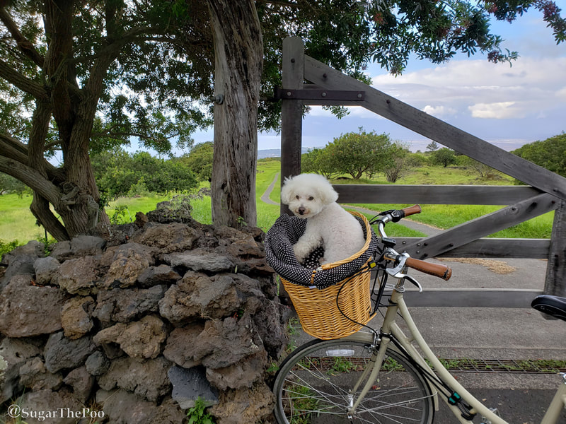 Sugar The Poo Cute Maltipoo Puppy Dog in bike basket by country gatepost