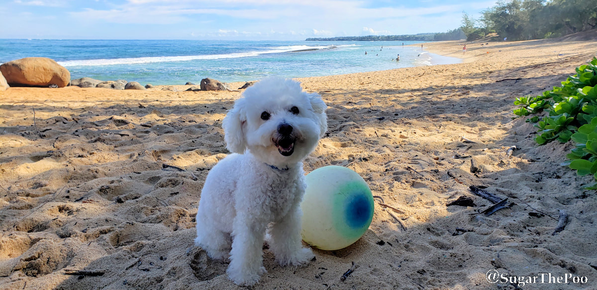 Sugar The Poo Cute Maltipoo Puppy Dog sitting with ball at Hawaii beach