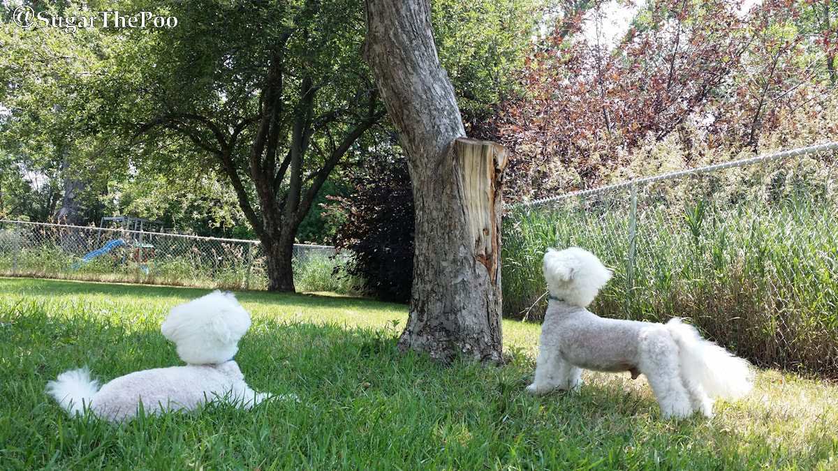 Sugar The Poo Cute Maltipoo Puppy Dogs watching for squirrel in tree