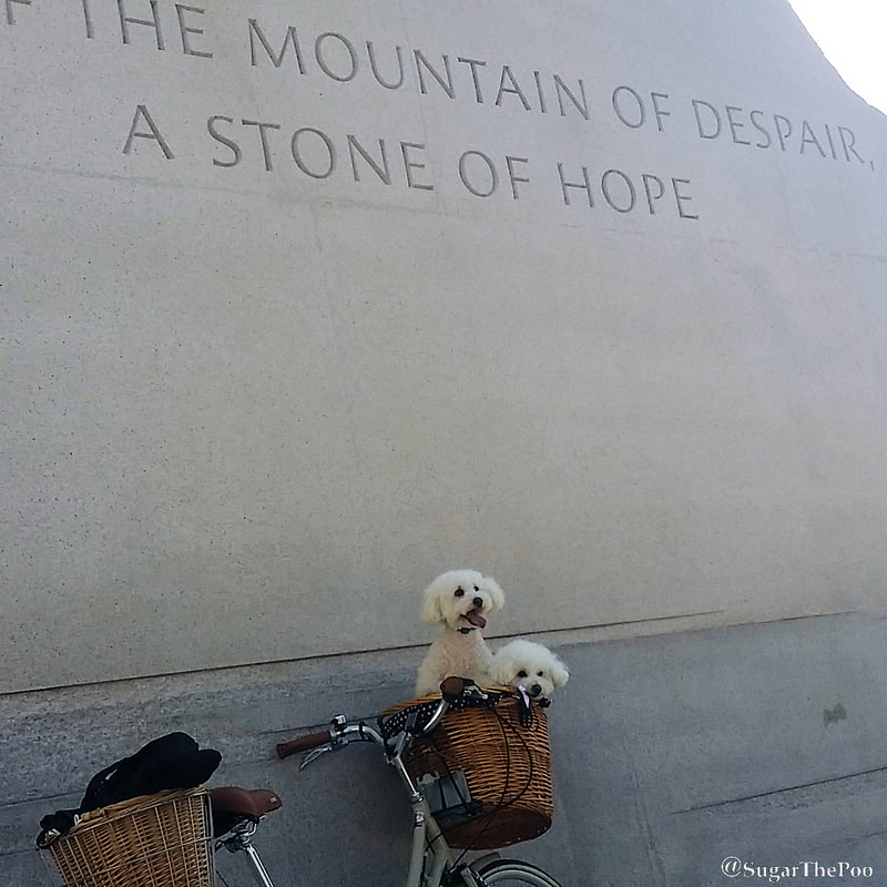 Sugar The Poo Cute Maltipoo Puppy Dogs in bike basket by quote at Martin Luther King National Memorial