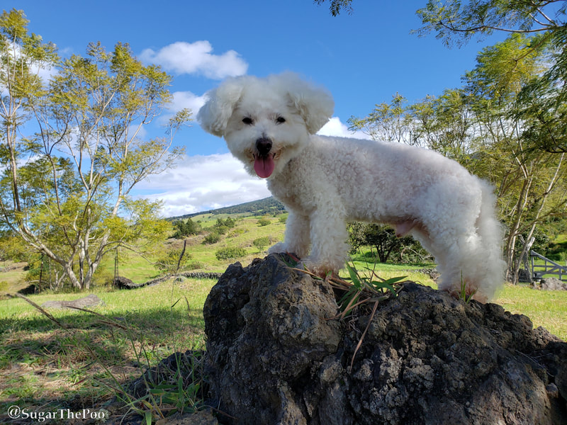 Sugar The Poo Cute Maltipoo Puppy Dog standing on rock by pasture and blue sky Upcountry Maui Hawaii