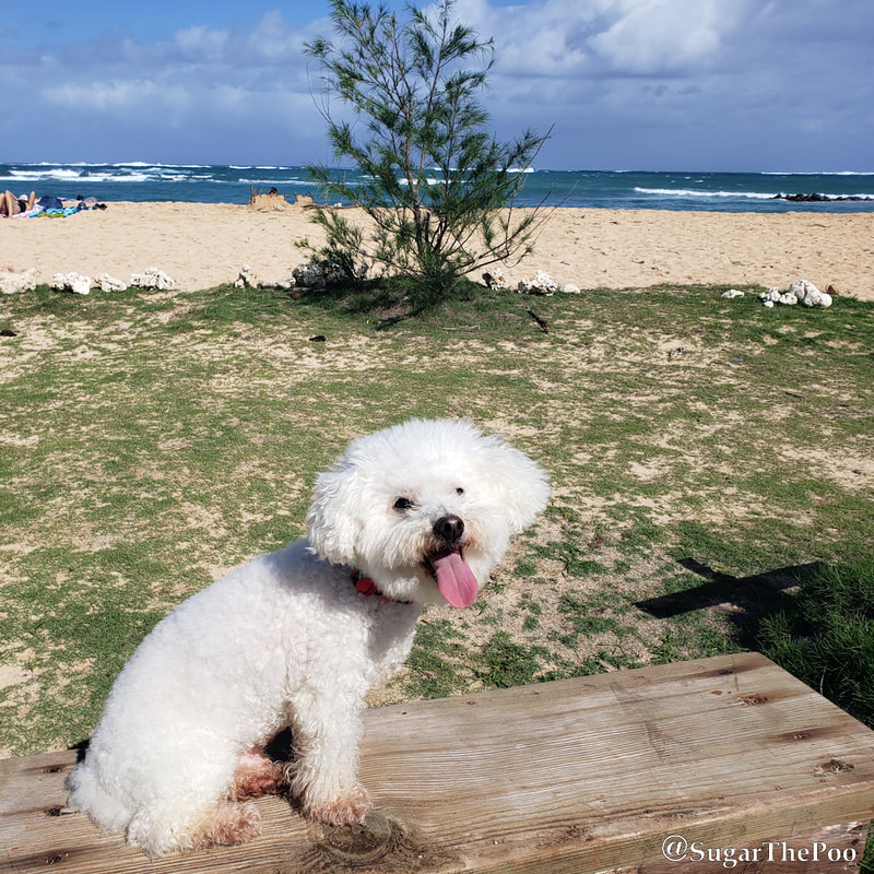 Sugar The Poo Cute Maltipoo Puppy Dog sitting on bench at Hawaii beach
